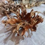Teak root coffee table